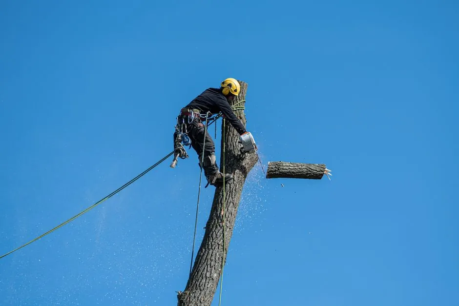 Elagage en hauteur d un grand arbre